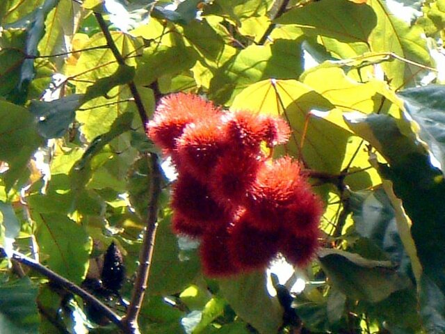 Lipstick tree