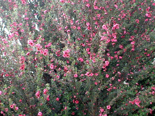 Leptospermum scoparium