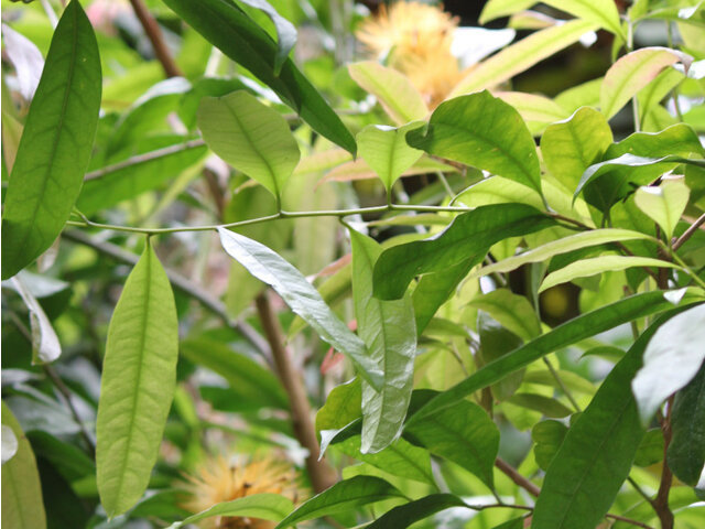 Stifftia chrysantha