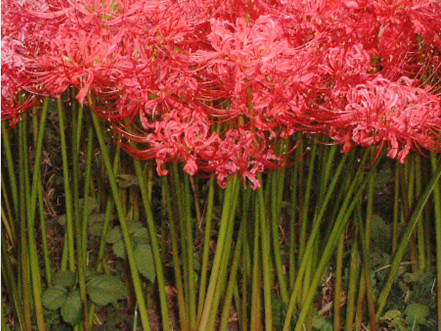 Lycoris