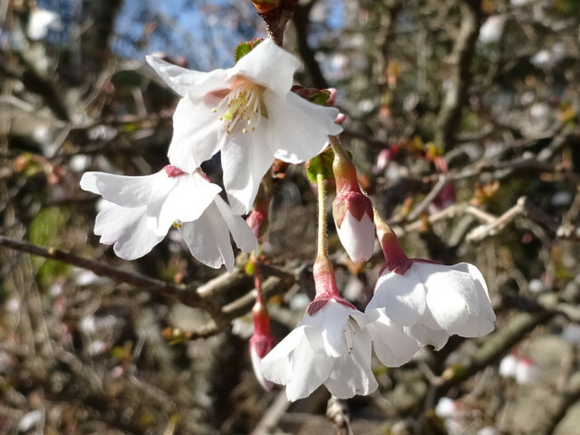 桜7-集まり参じて🌸万葉集草木シリーズ90.桜（豆桜）