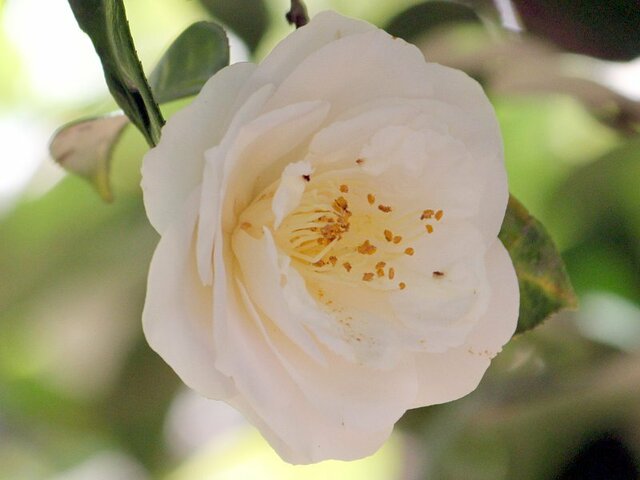 Camellia Amanogawa