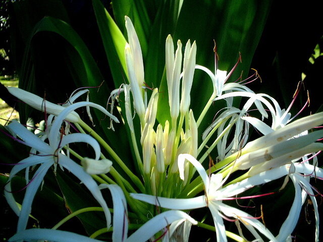  Crinum asiaticum var. japonicum