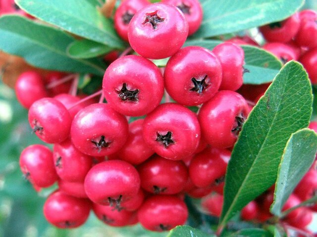 Pyracantha coccinea