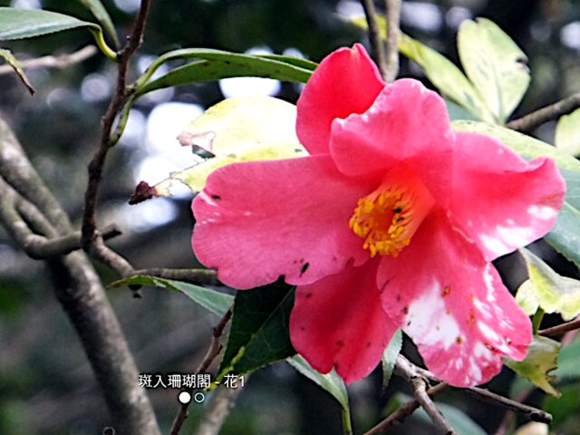 Camellia 'Fuiri Sangokaku'