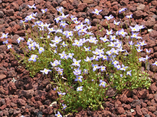 Bluets