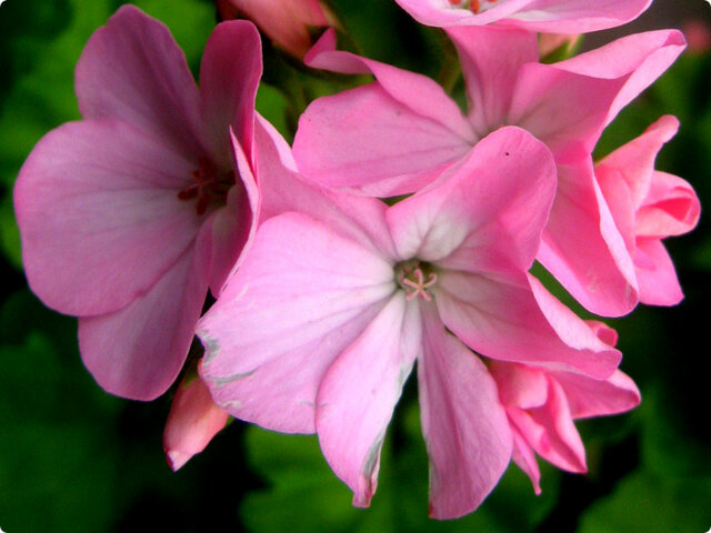 誕生花 8月11日 ゼラニウム かぎけん花図鑑