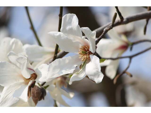 Magnolia kobus