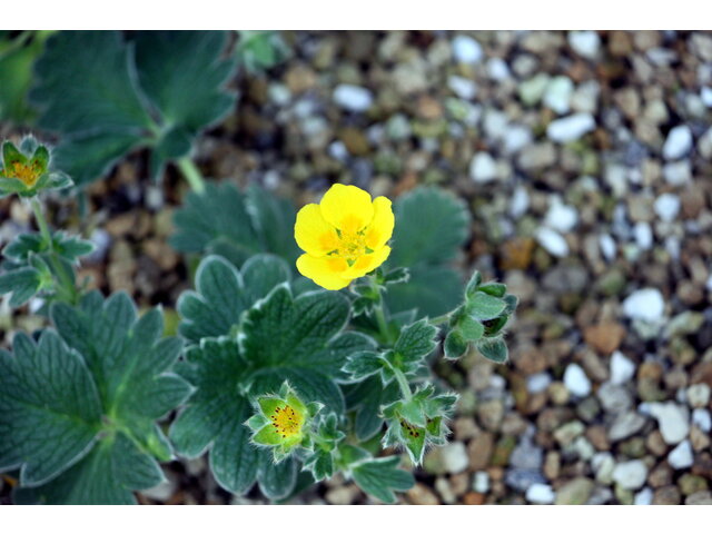 O之花 科技研花图画书