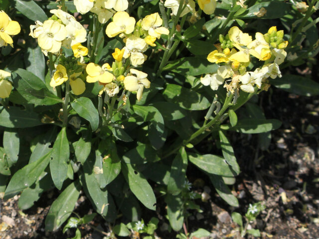 Wall flower