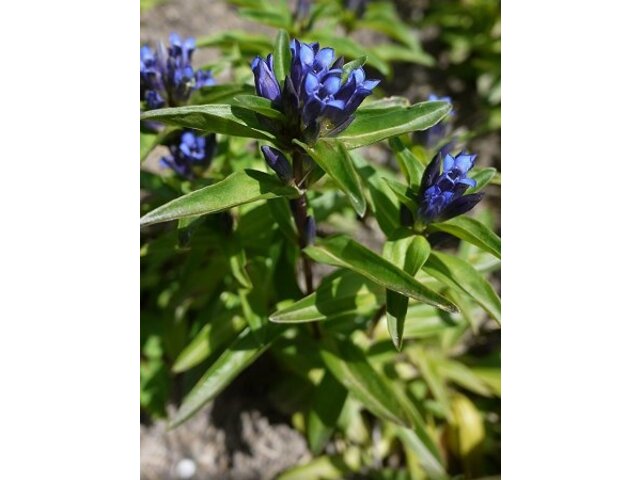 Gentiana cruciata