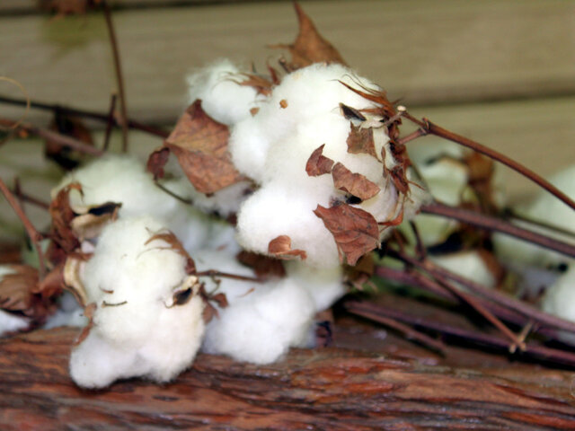 Cotton