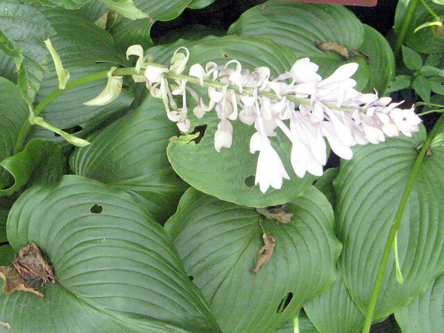 Hosta sieboldiana