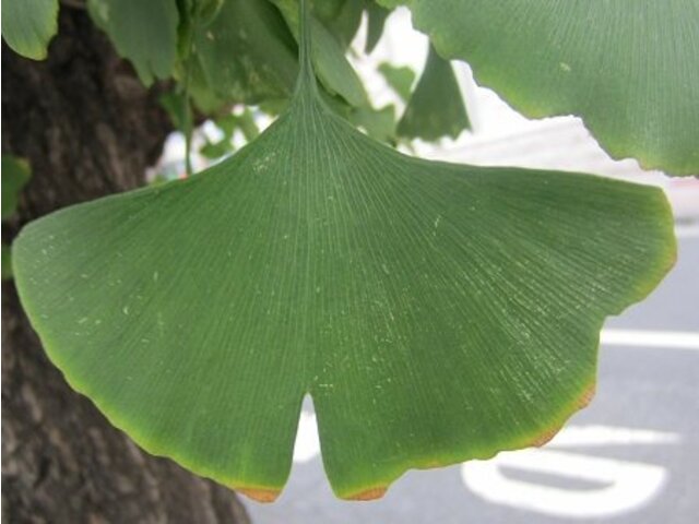 イチョウ Ginkgo Biloba かぎけん花図鑑