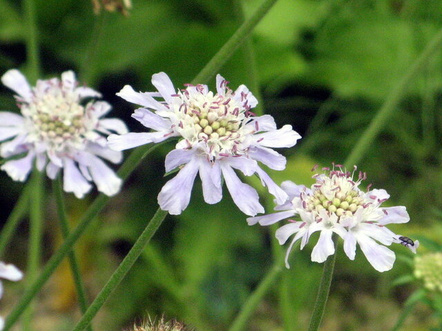  日本高山蓝盆花