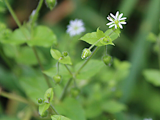 Stellaria aquatica