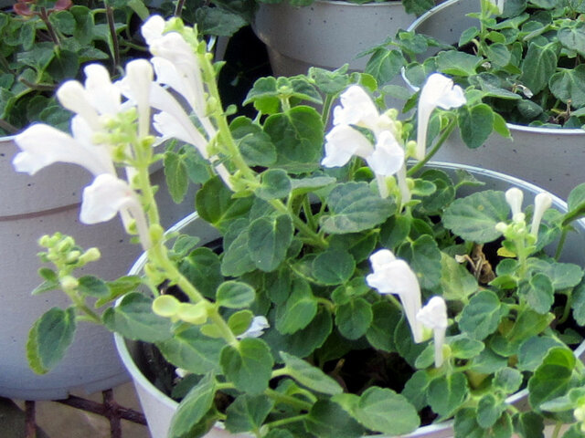 Scutellaria indica