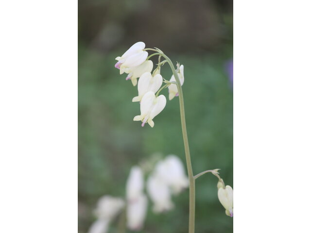 Wester bleeding-heart