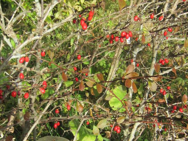 Euonymus hamiltonianus