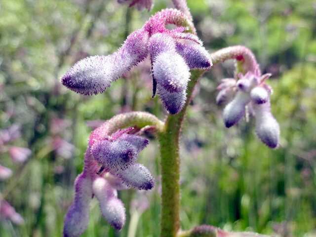 Kangaroo paw