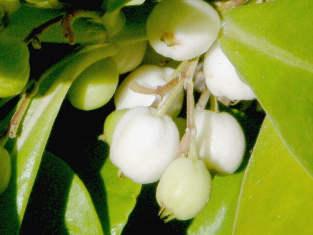 Scaevola taccada