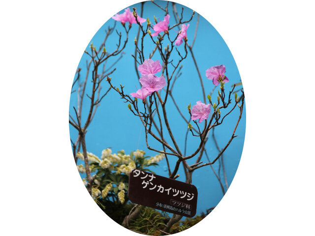 Rhododendron taquetii 