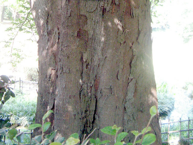 Muku Tree