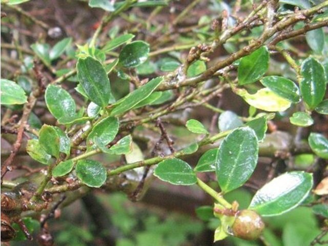 イヌツゲ Ilex Crenata かぎけん花図鑑