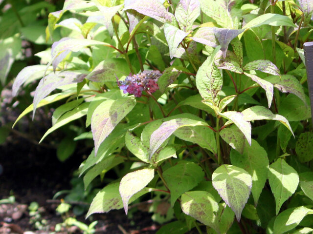 Hydrangea serrata 'Youkihi'