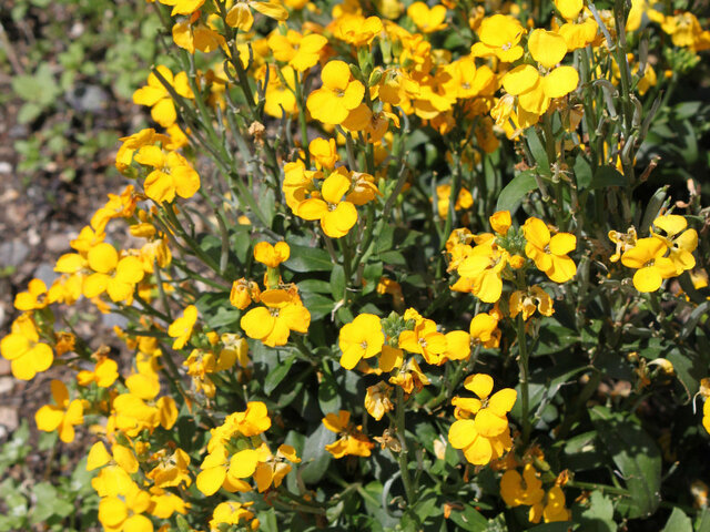 Wall flower