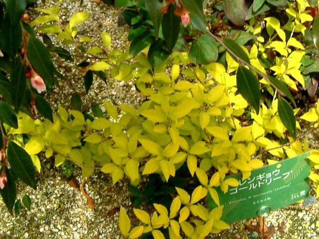 Forsythia 'Gold Leaf'
