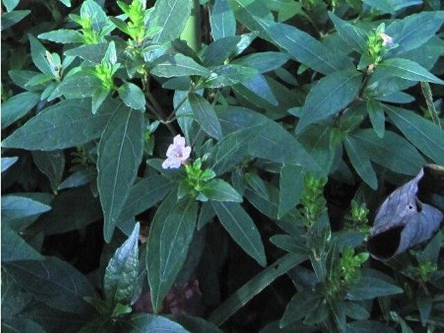 イセハナビ | Strobilanthes japonicus | かぎけん花図鑑