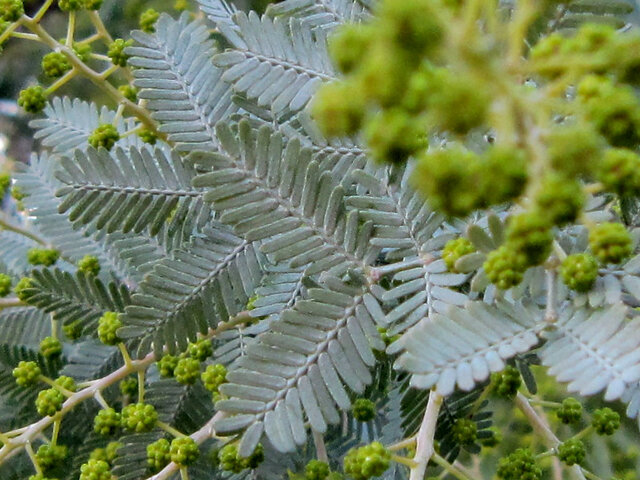 Acacia baileyana