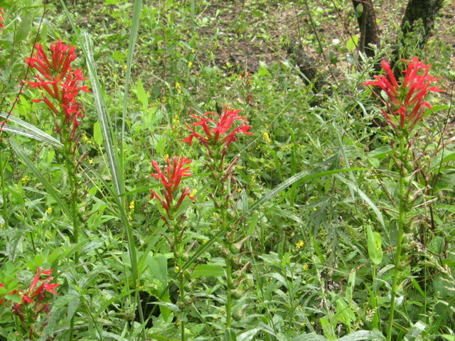 Lobelia cardinalis