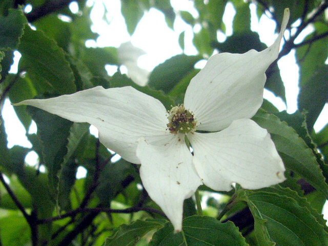 Japanese Flowering Dogwood