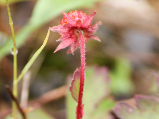 直立委陵菜