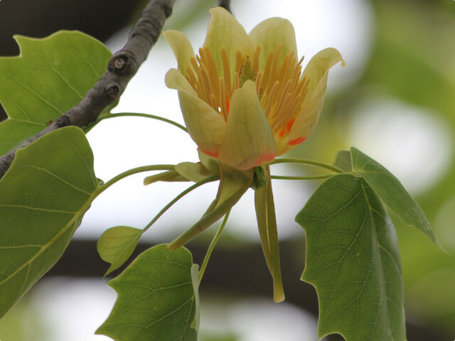 誕生花 8月17日 ユリノキ かぎけん花図鑑