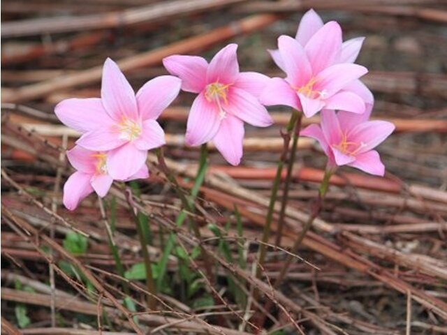 ゼフィランサス サフランモドキとも言う Zephyranthes Carinata かぎけん花図鑑