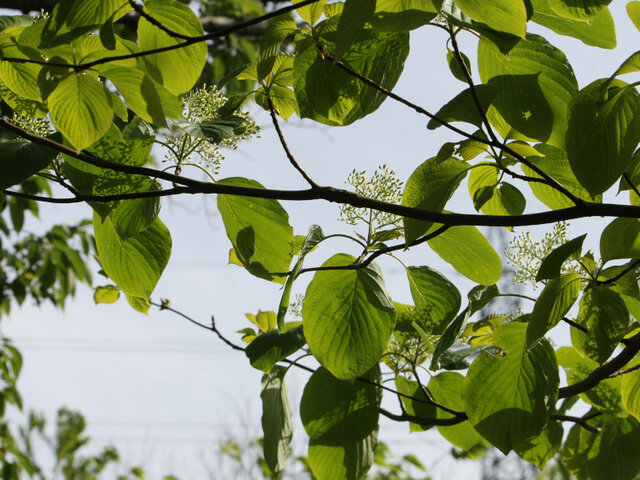 Cornus controversa