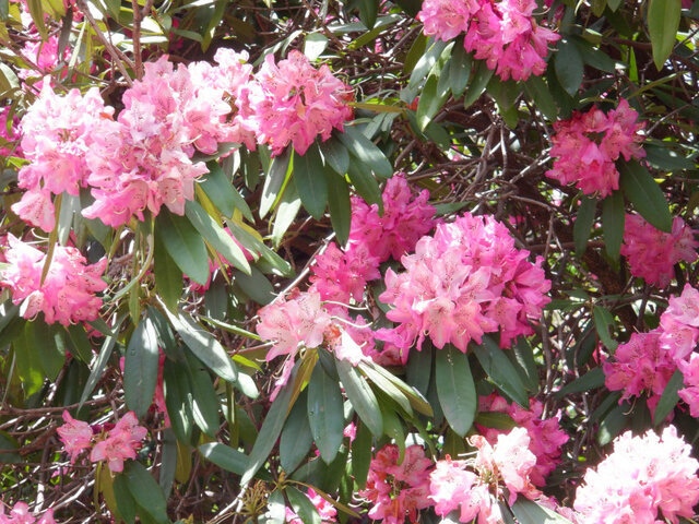 Rhododendron ‘Taiyo’