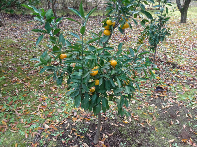 温州蜜柑 Citrus Unshiu 科技研花图画书