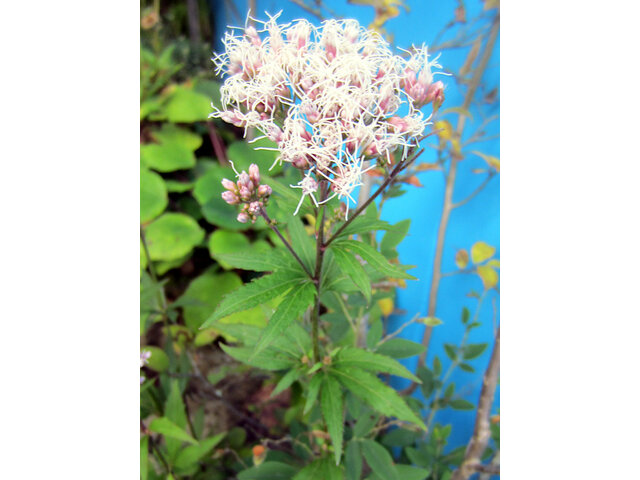 Eupatorium japonicum