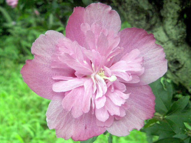 Hibiscus syriacus