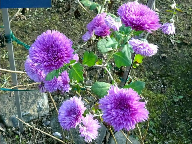 10月1日の誕生花 菊 紅色 科技研花图画书