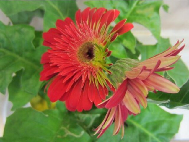 Gerbera