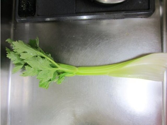 Celery Apium Graveolens Var Dulce Flower Database