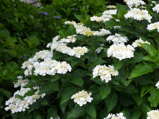 Hydrangea serrata 'Posei bouquet grace'