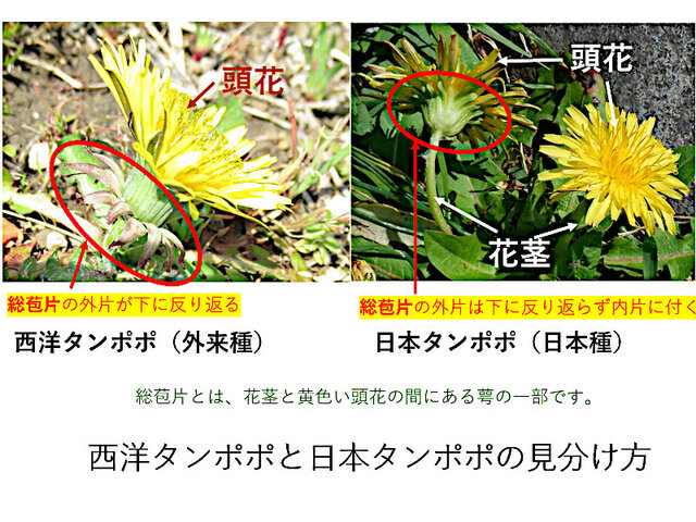 南房総の花9 西洋蒲公英（Taraxacum officinale）