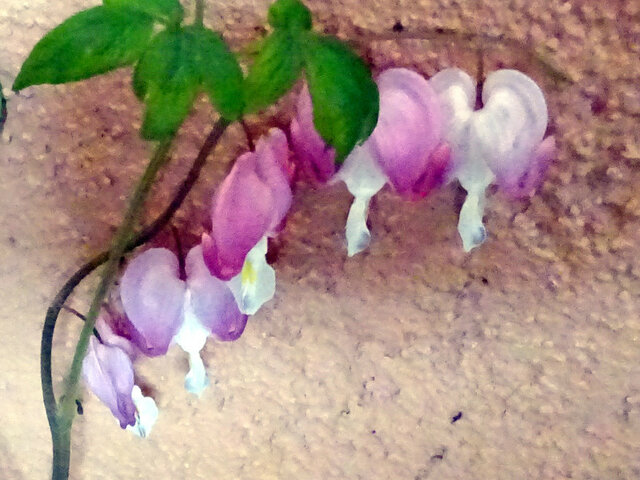 Lamprocapnos spectabilis