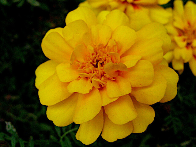 French marigold